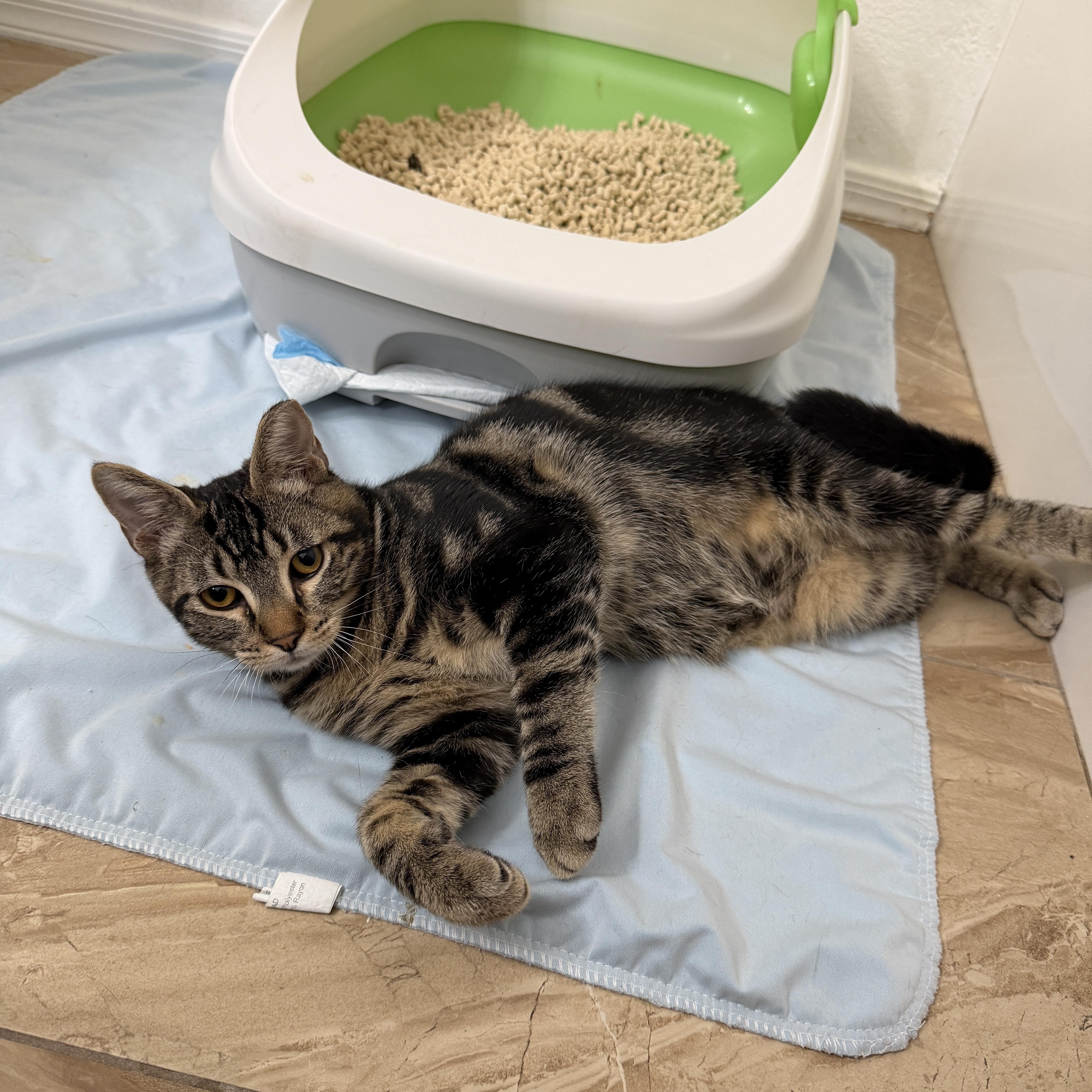 Dwight Schrute, a Adoptable Domestic Short Hair in Chandler, AZ image 2/5