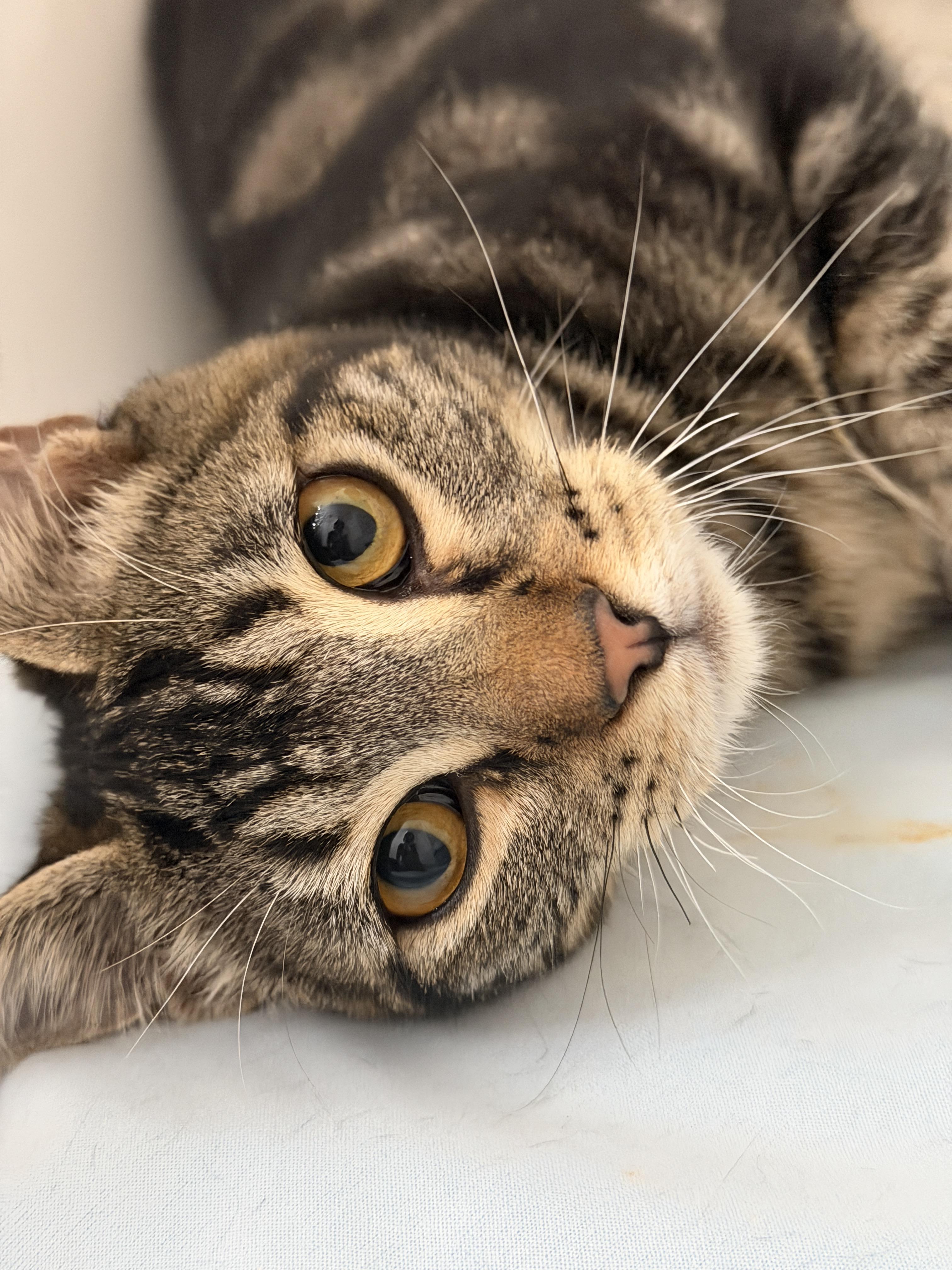 Dwight Schrute, Adoptable, Kitten Male Domestic Short Hair.