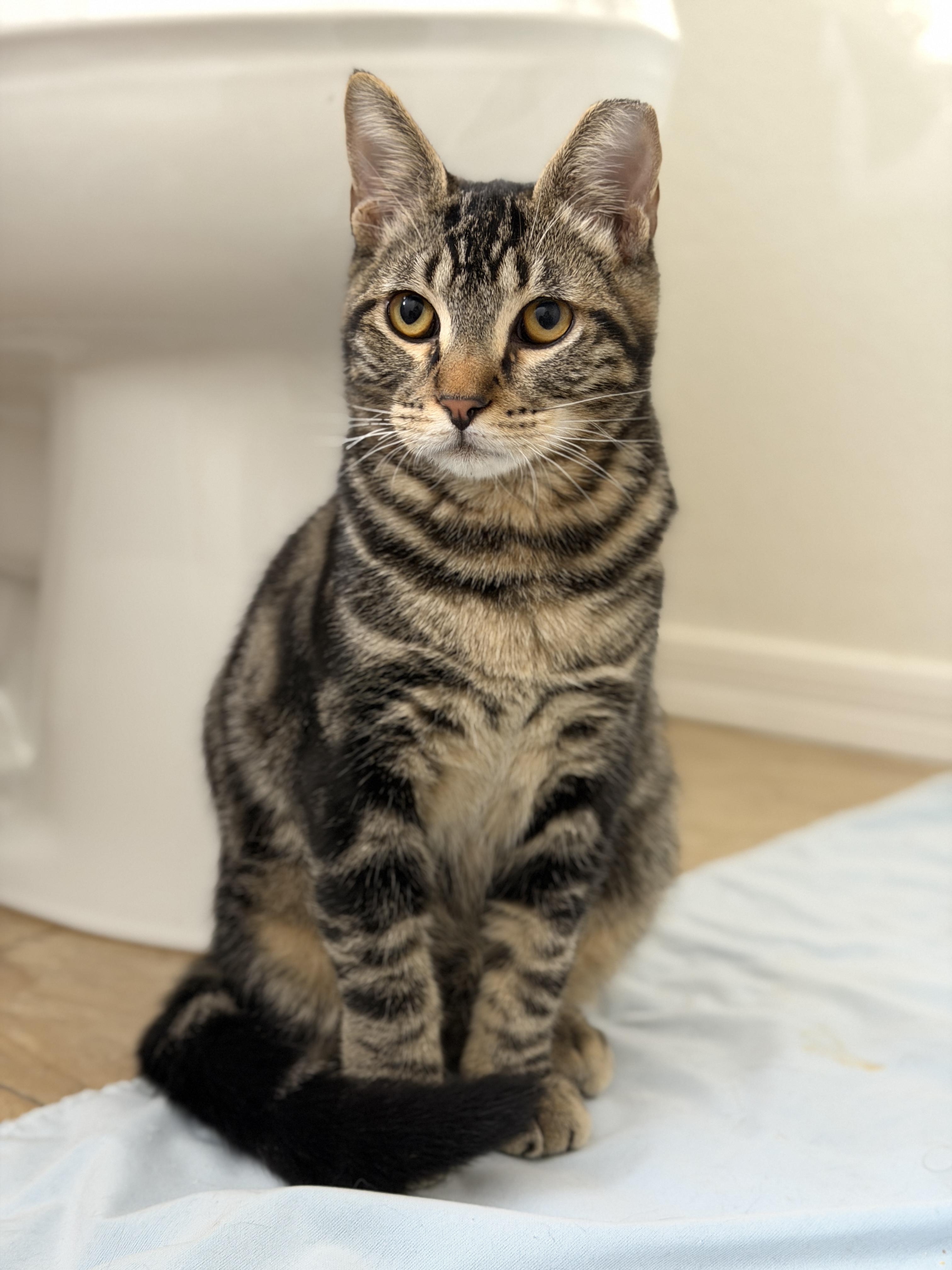 Dwight Schrute, a Adoptable Domestic Short Hair in Chandler, AZ image 4/5