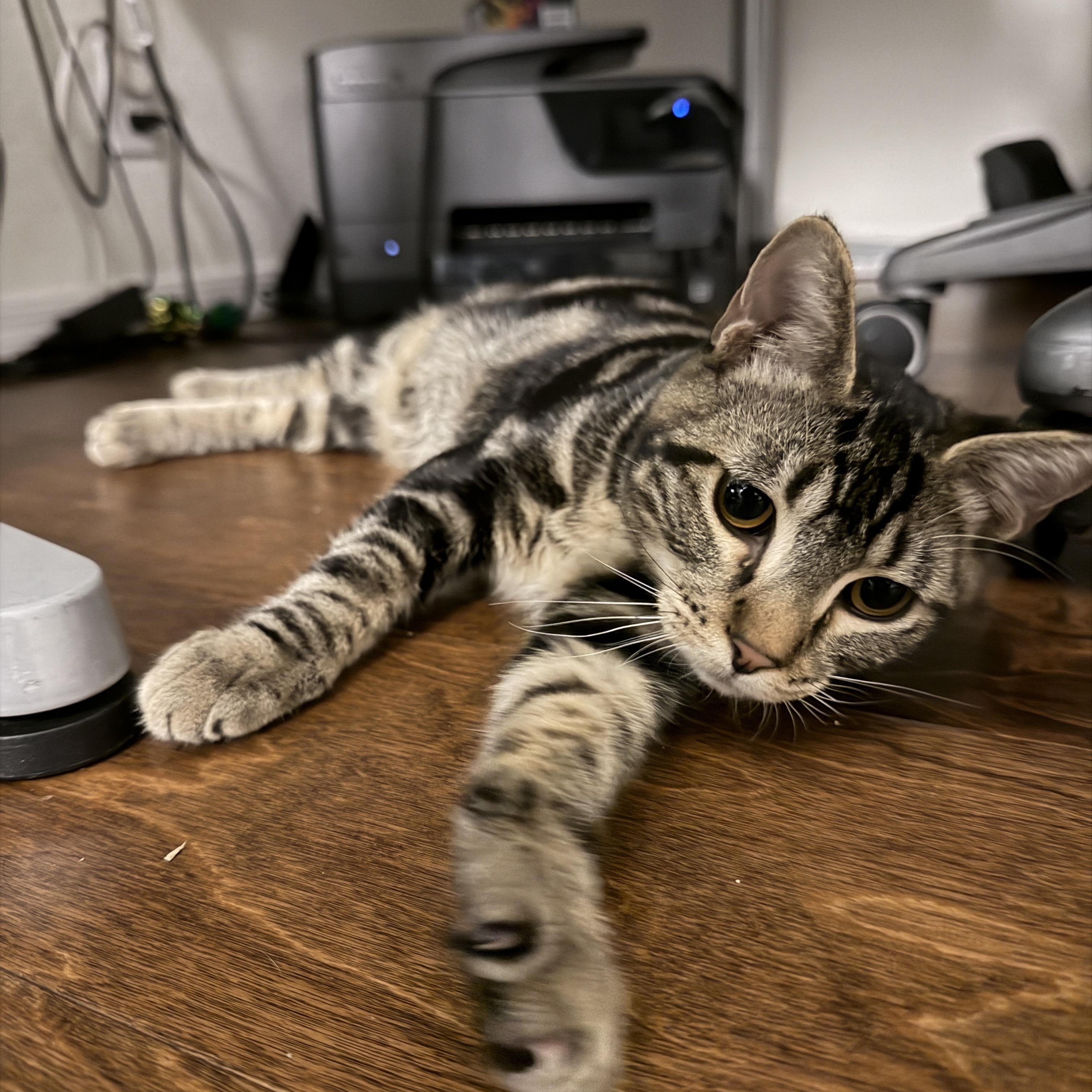 Dwight Schrute, a Adoptable Domestic Short Hair in Chandler, AZ image 5/5