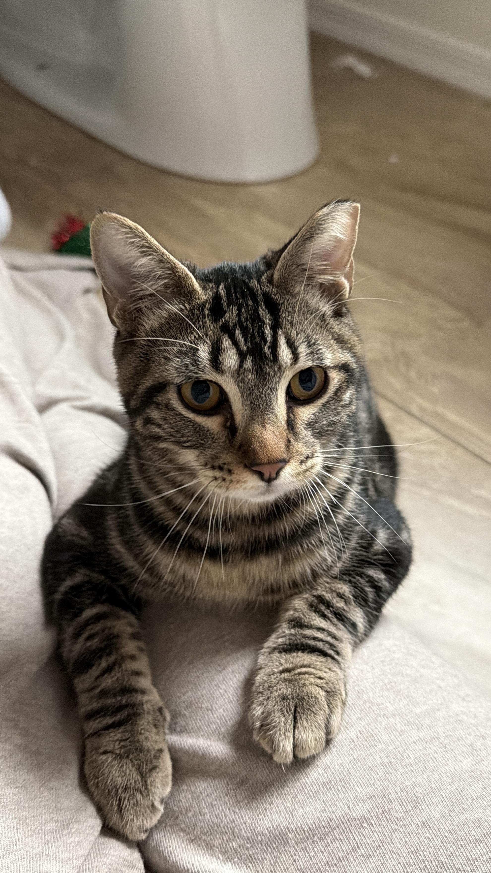 Dwight Schrute, a Adoptable Domestic Short Hair in Chandler, AZ image 3/5