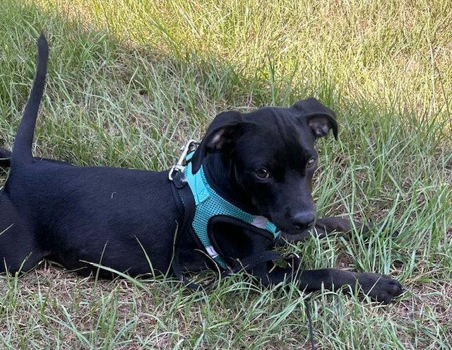 Enlarge Gina, a Adoptable mixed breed in Tarrytown, GA image 1/3