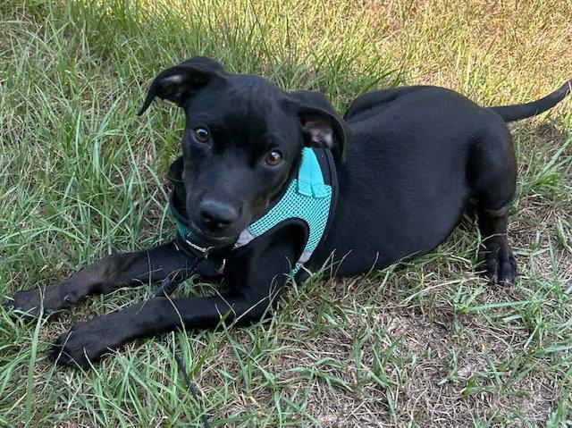 Enlarge Gina, a Adoptable mixed breed in Tarrytown, GA image 2/3