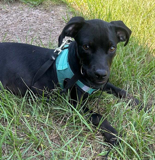 Enlarge Gina, a Adoptable mixed breed in Tarrytown, GA image 3/3