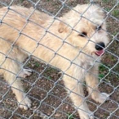 Enlarge Meadow, a Adoptable Irish Terrier in Calverton, NY image 1/1