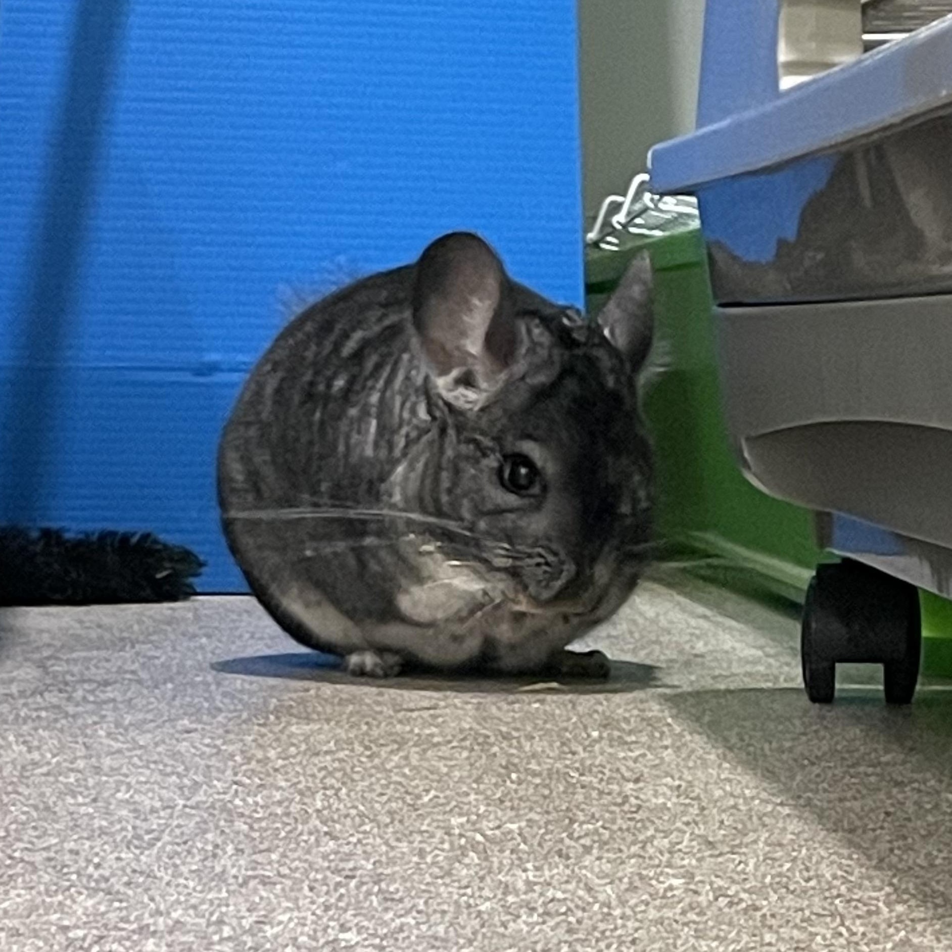 Charley, a Adoptable Chinchilla in Manchester, CT image 3/6