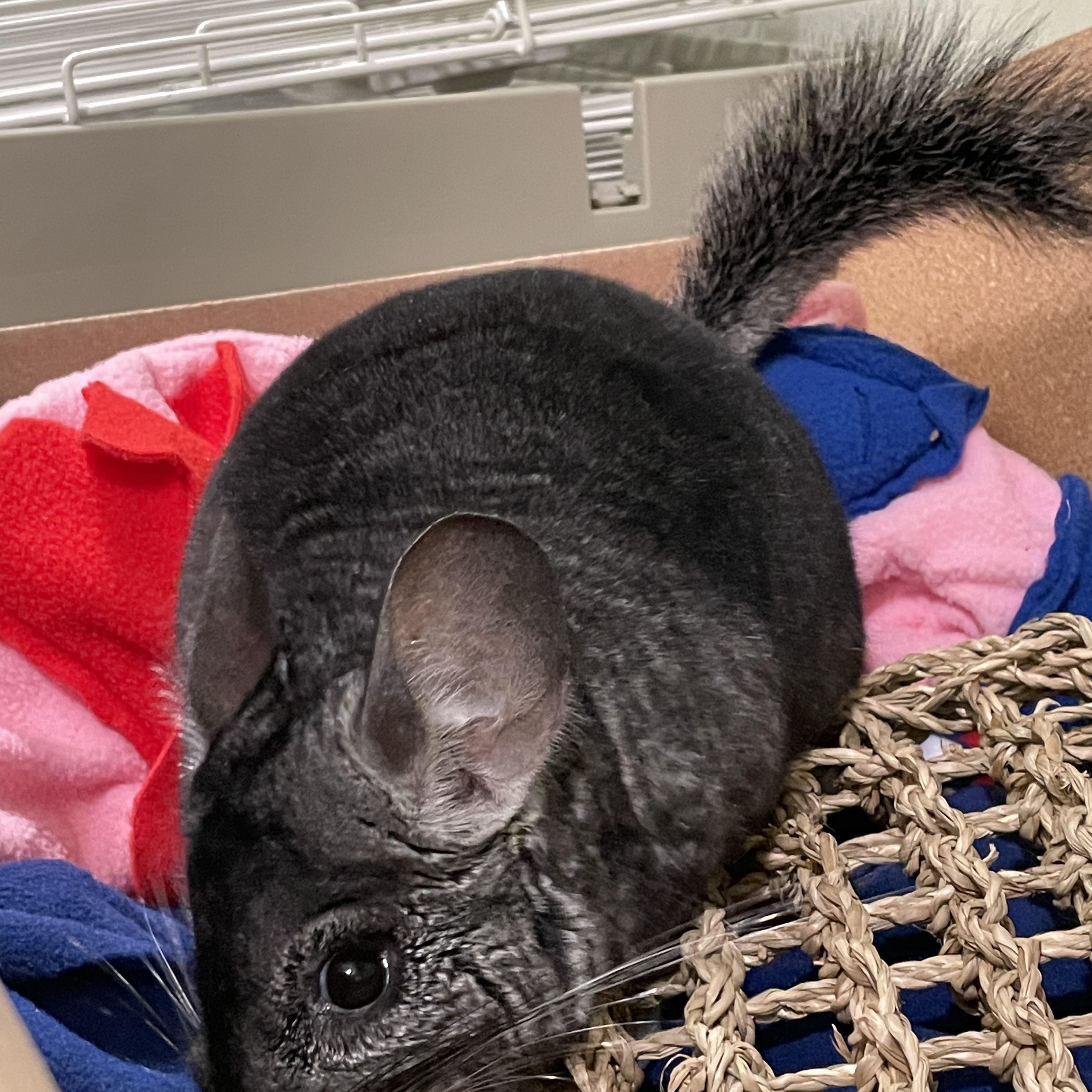 Charley, a Adoptable Chinchilla in Manchester, CT image 5/6