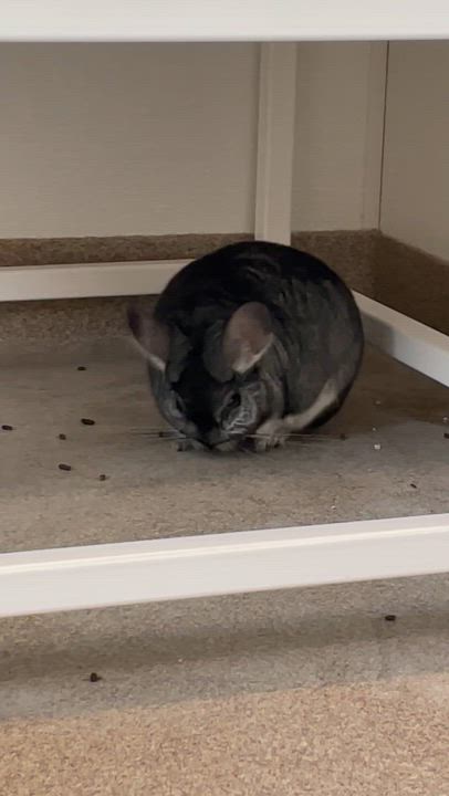 Enlarge Charley, a Adoptable Chinchilla in Manchester, CT video 6/6