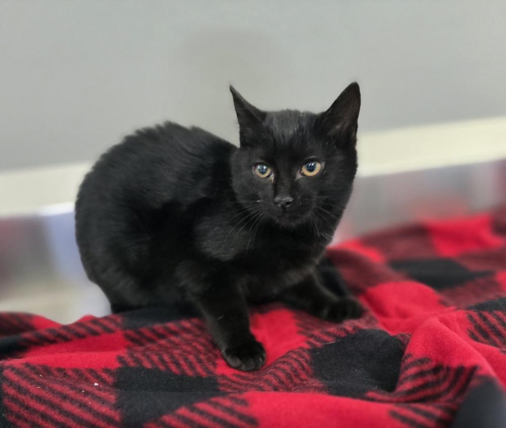 Enlarge Mariposa, a Adoptable Domestic Short Hair in Dickson, TN image 1/1