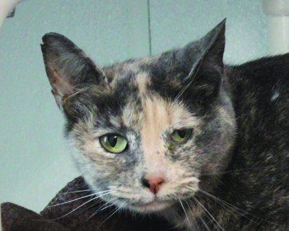 Sock Monkey, Adoptable, Adult Female Domestic Short Hair.