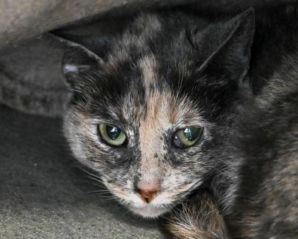 Enlarge Sock Monkey, a Adoptable Domestic Short Hair in West Seneca, NY image 1/1