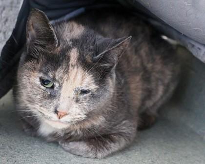 Enlarge Sock Monkey, a Adoptable Domestic Short Hair in West Seneca, NY image 2/3