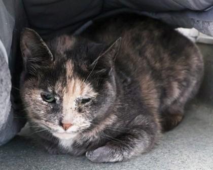 Enlarge Sock Monkey, a Adoptable Domestic Short Hair in West Seneca, NY image 3/3