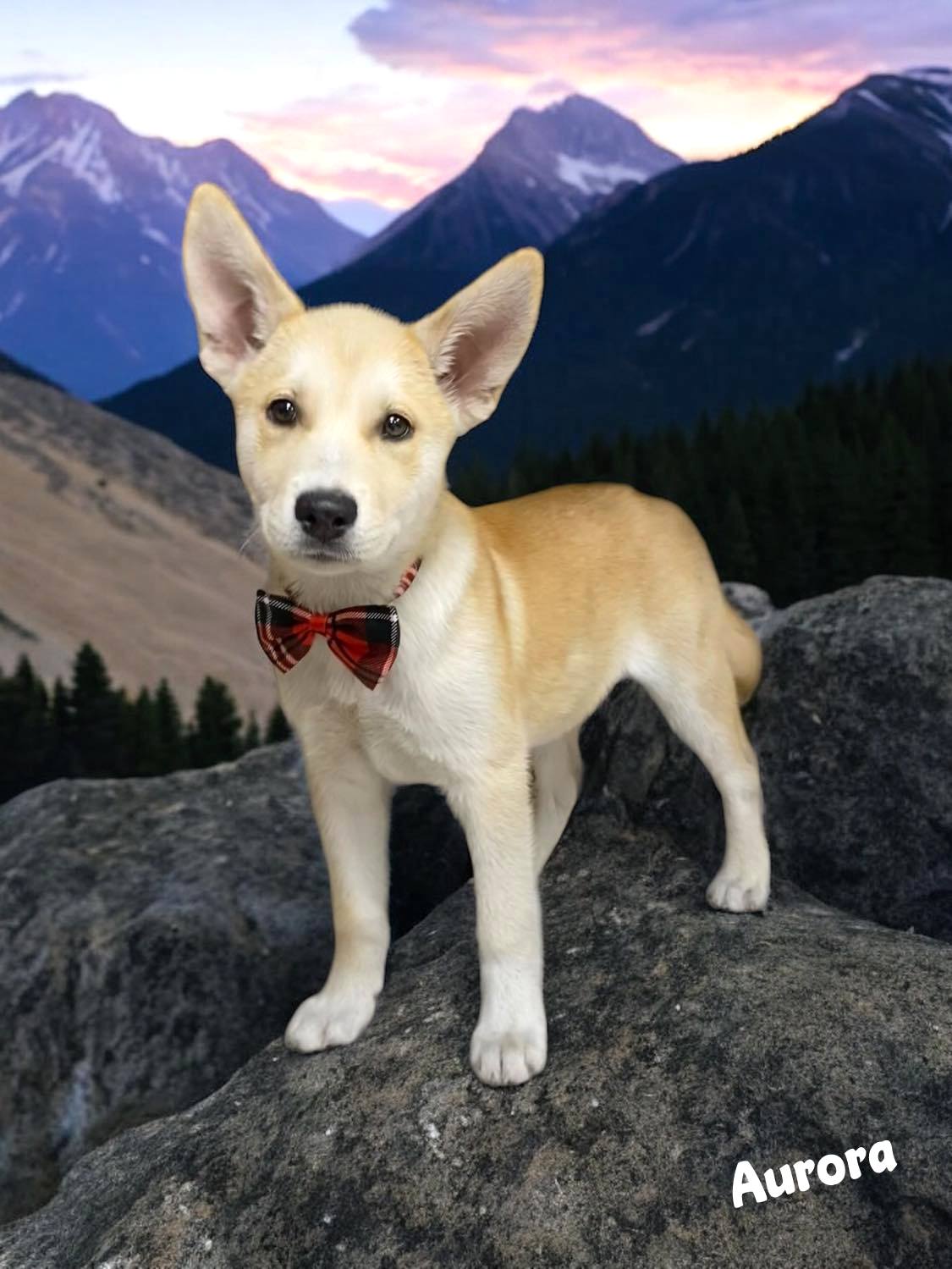 AURORA, an adopted Husky in Sumter, SC_image-1