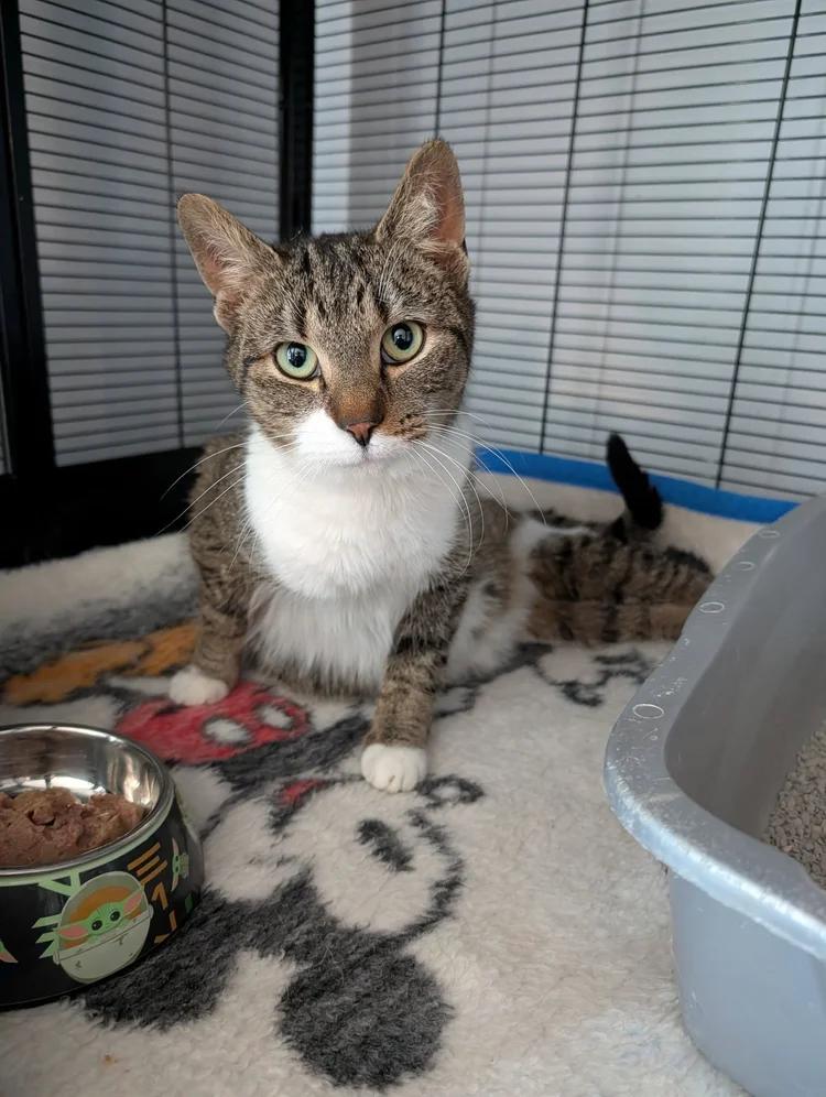 Ruby, ADOPTABLE, Adult Female Domestic Short Hair.