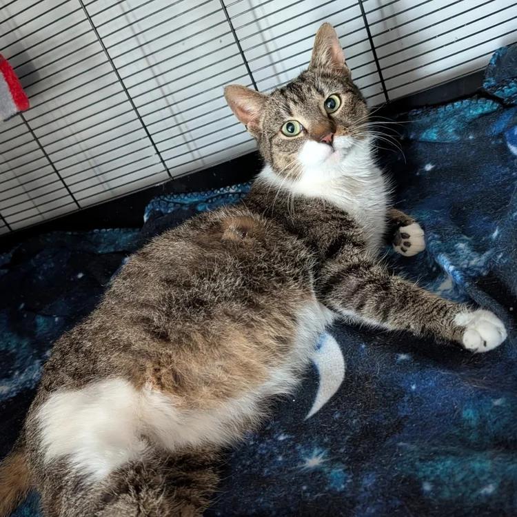 Enlarge Ruby, a ADOPTABLE mixed breed in Davison, MI image 2/3