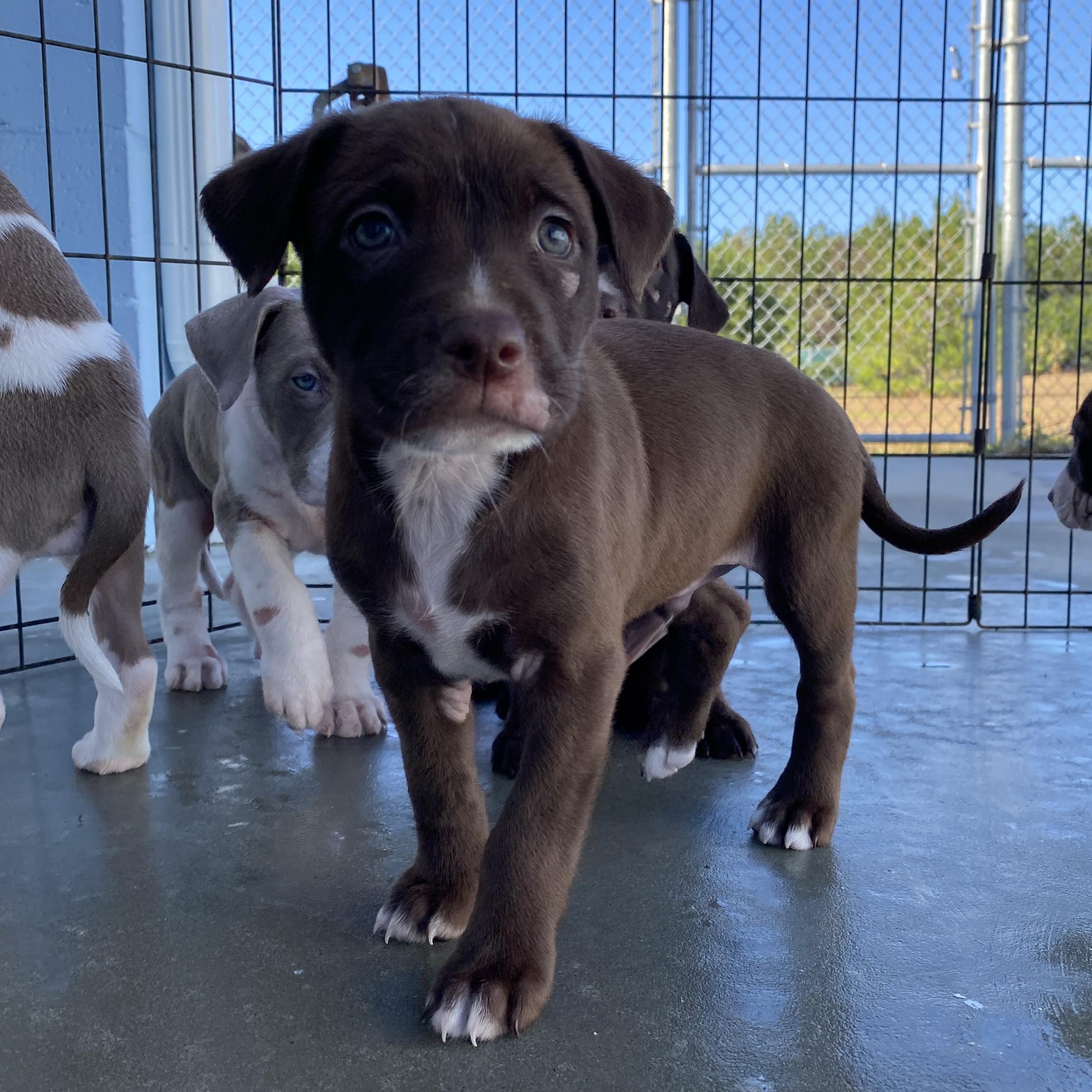 Navy, Adoptable, Puppy Male Labrador Retriever & Retriever.