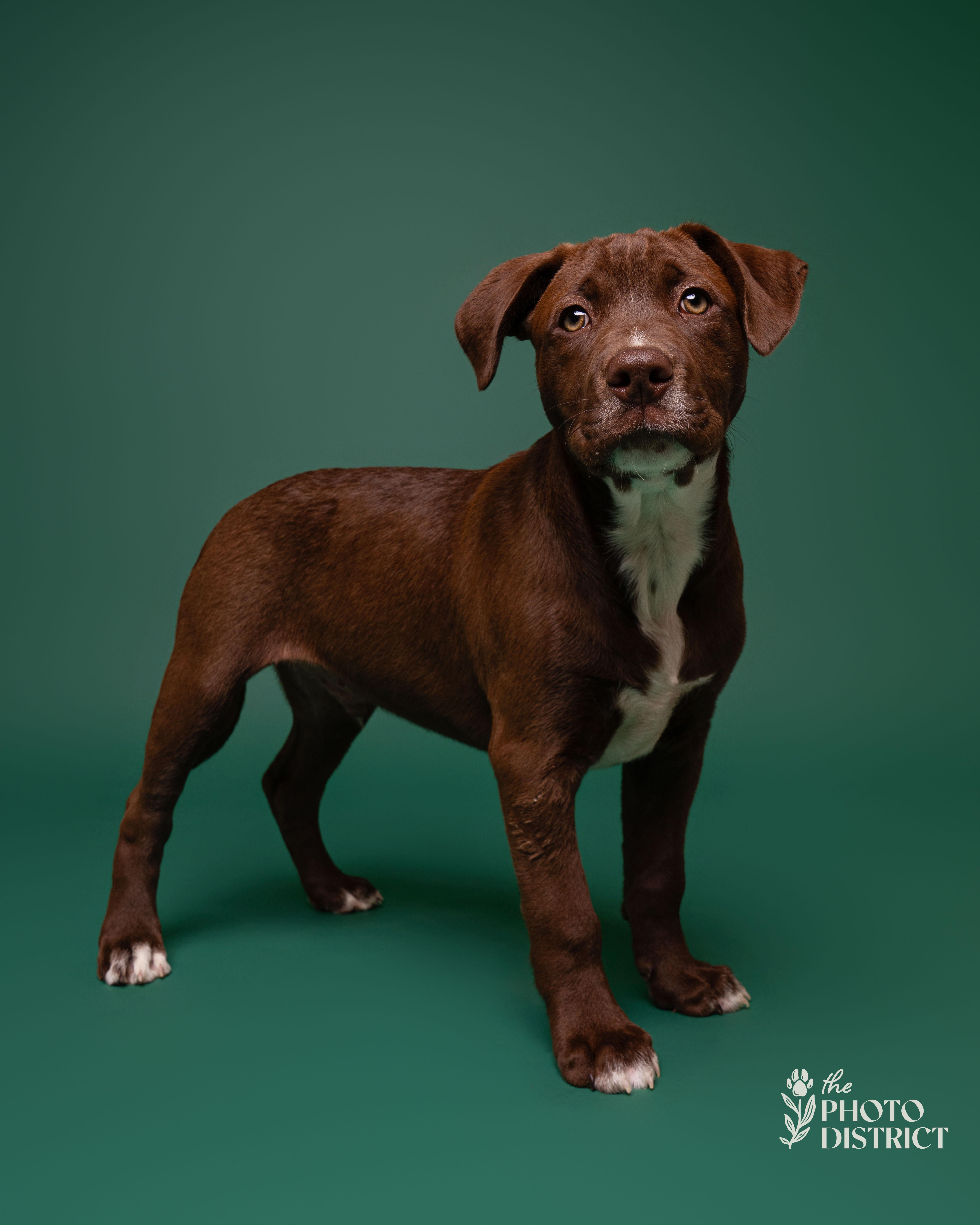 Enlarge Navy, a Adoptable mixed breed in Winnabow, NC image 2/3