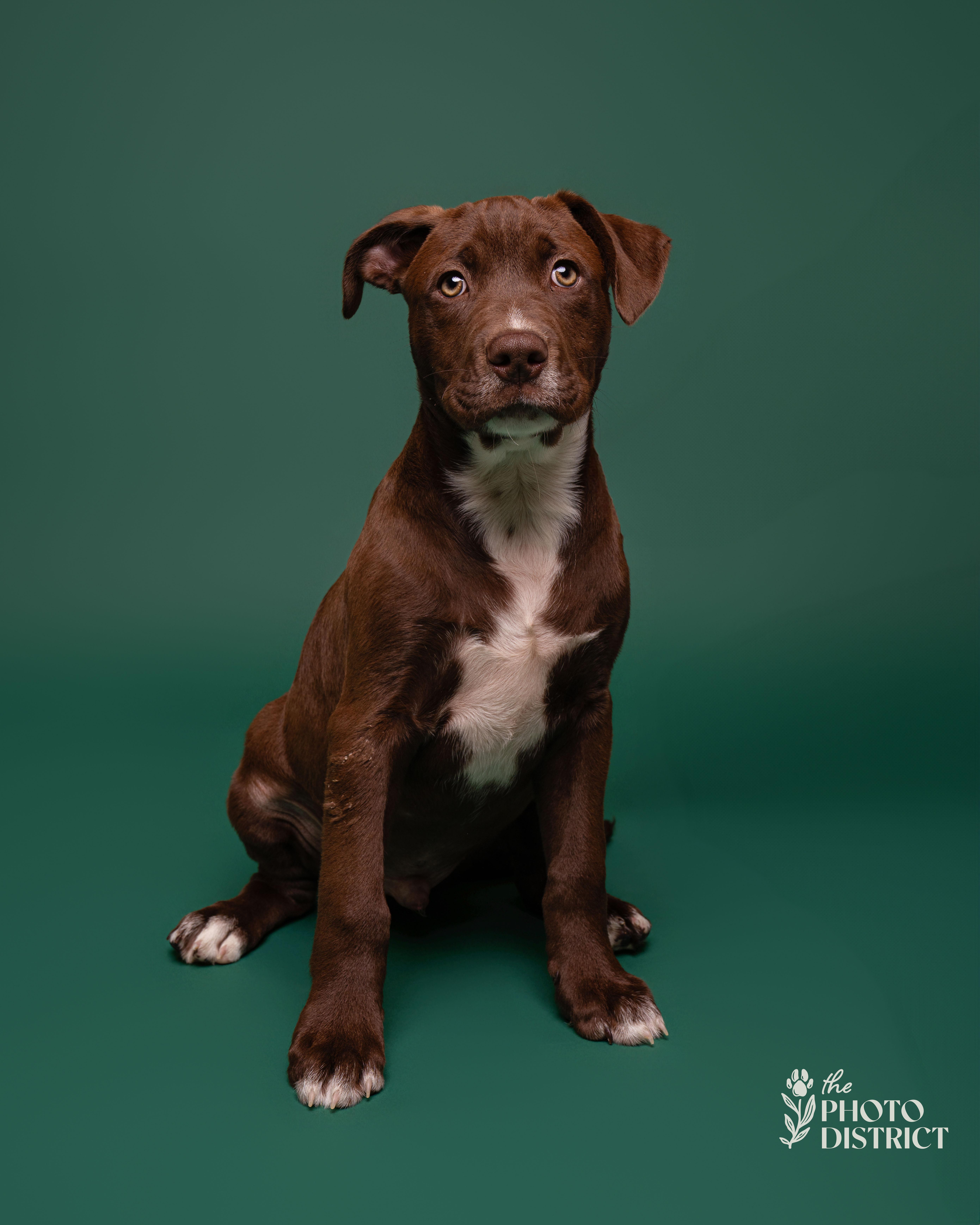 Enlarge Navy, a Adoptable mixed breed in Winnabow, NC image 3/3