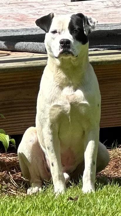 Skinner, a Adoptable mixed breed in Rome, GA image 1/2