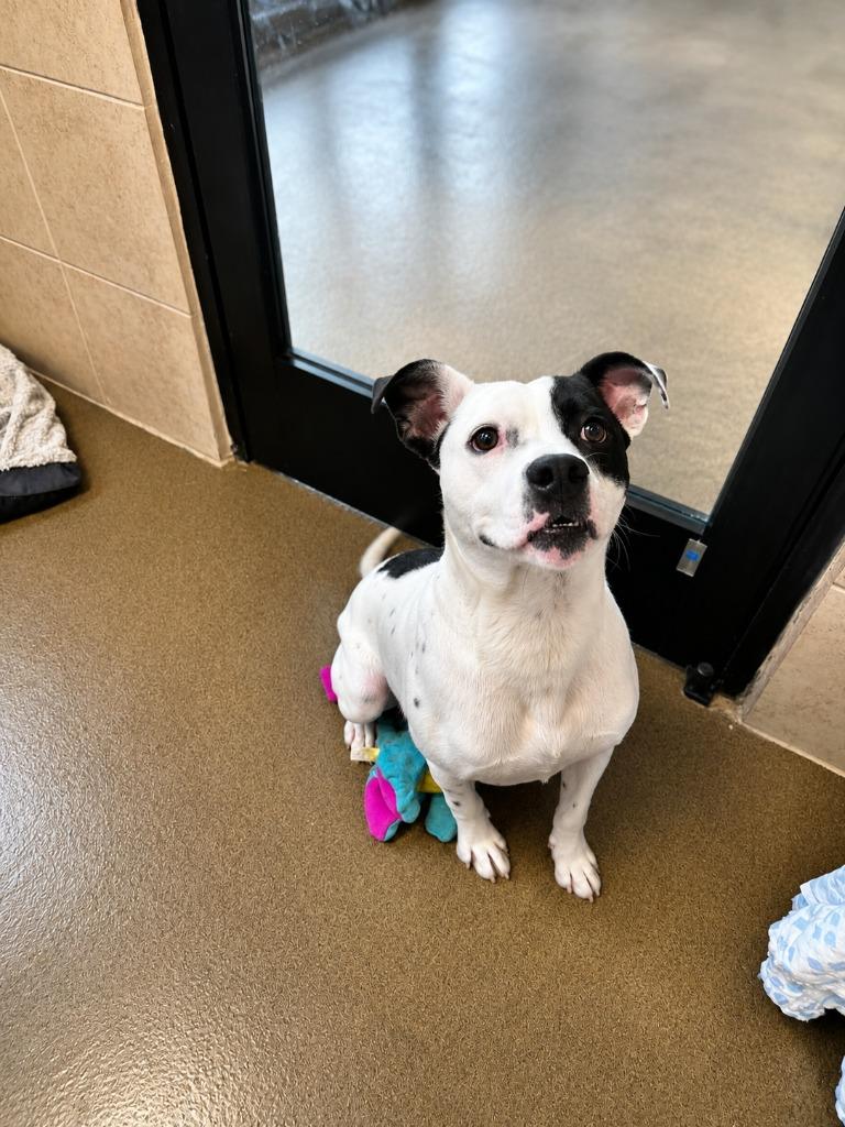 Skinner, a Adoptable mixed breed in Rome, GA image 2/2