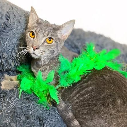 Enlarge HONEYDEW, a Adoptable Domestic Short Hair in Graham, WA image 2/3