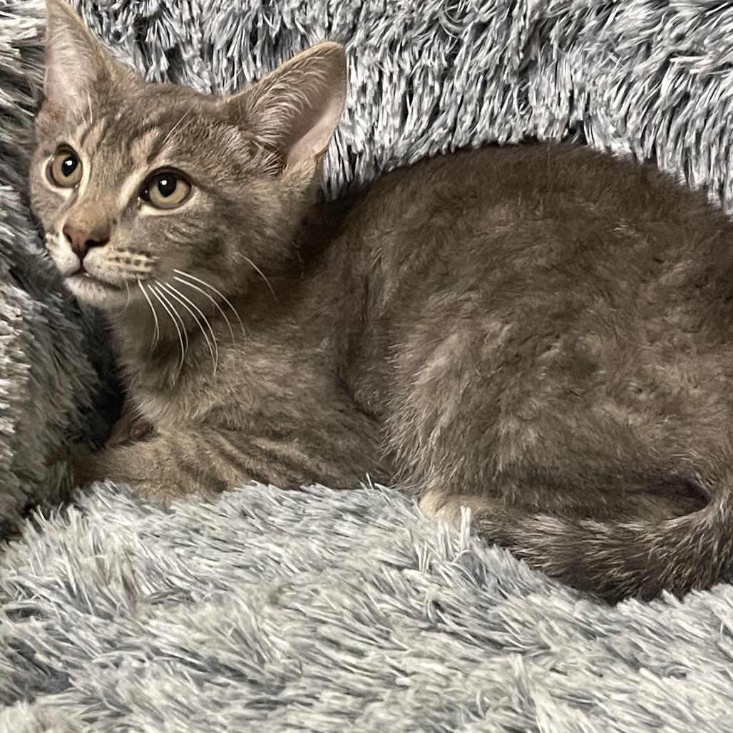 HONEYDEW, a Adoptable Domestic Short Hair in Graham, WA image 1/3