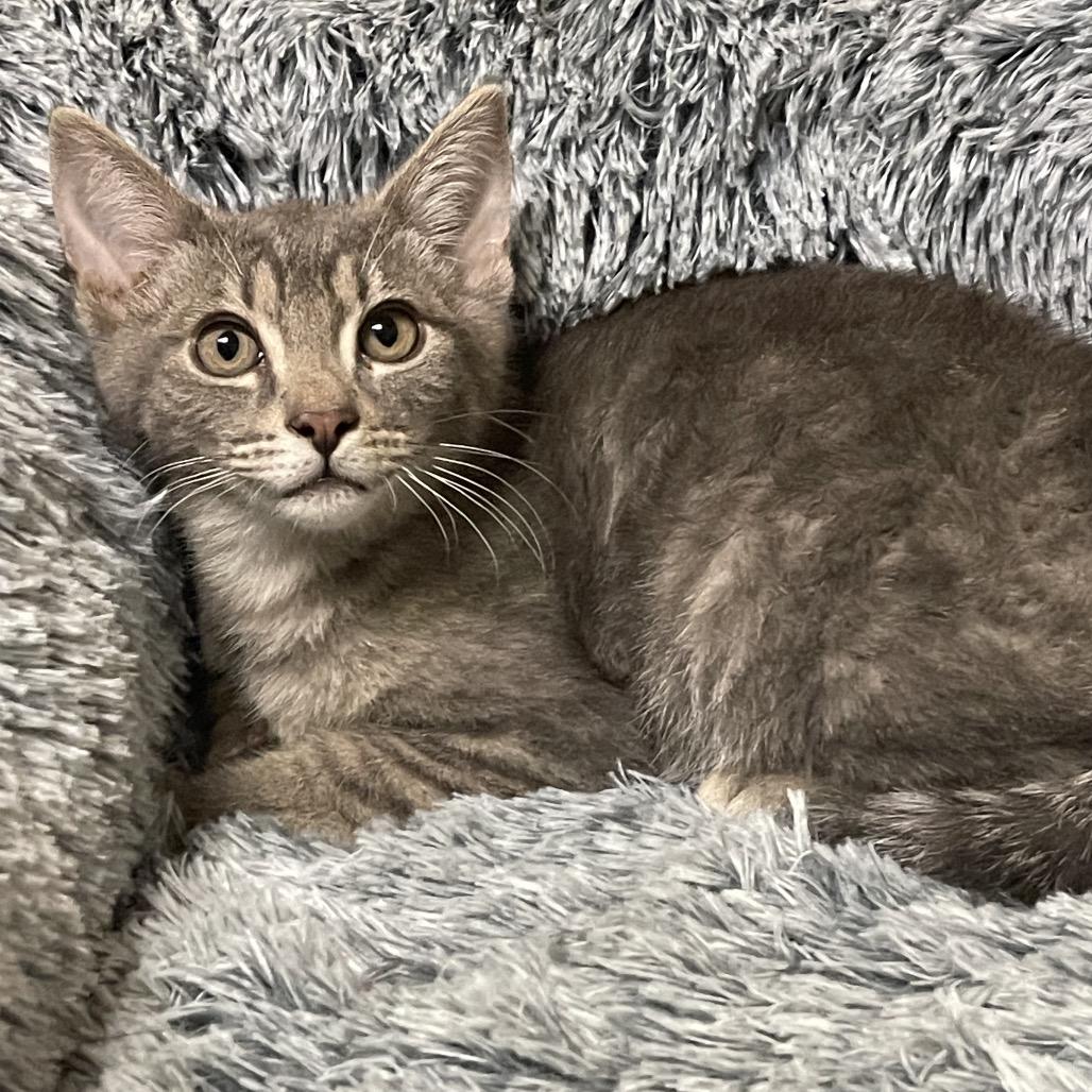 HONEYDEW, a Adoptable Domestic Short Hair in Graham, WA image 2/3