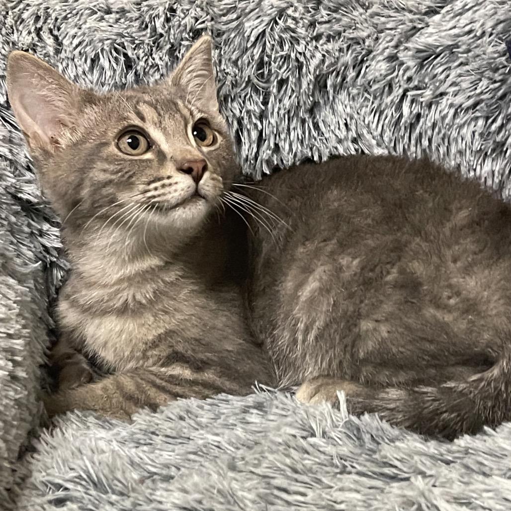 HONEYDEW, a Adoptable Domestic Short Hair in Graham, WA image 3/3