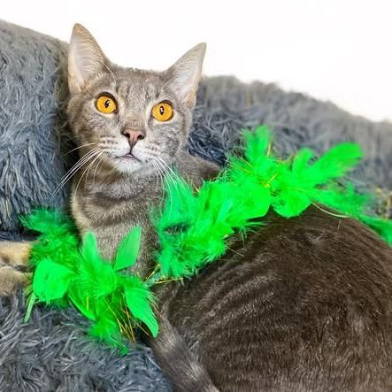 Enlarge HONEYDEW, a Adoptable Domestic Short Hair in Graham, WA image 3/3
