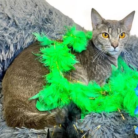 HONEYDEW, Adoptable, Kitten Male Domestic Short Hair.