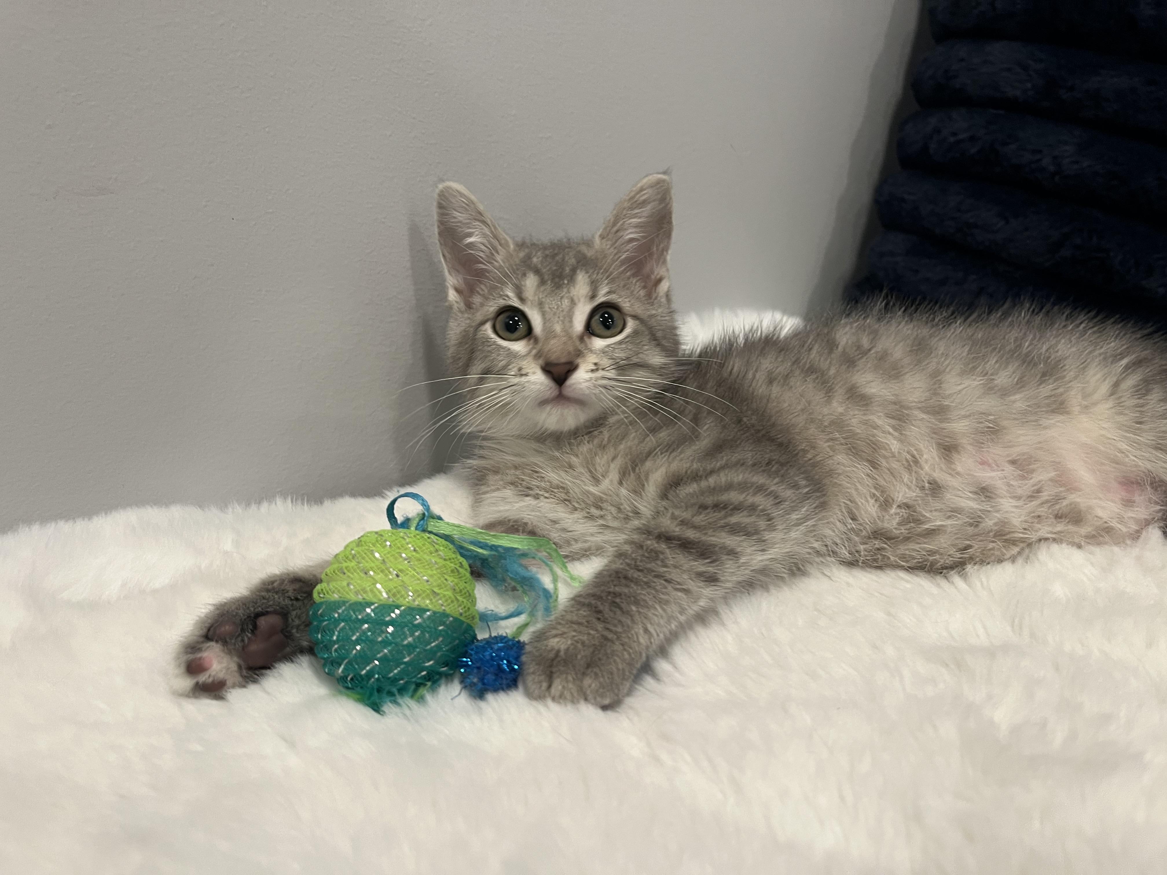 Hadley, Adoptable, Young Female Domestic Short Hair.