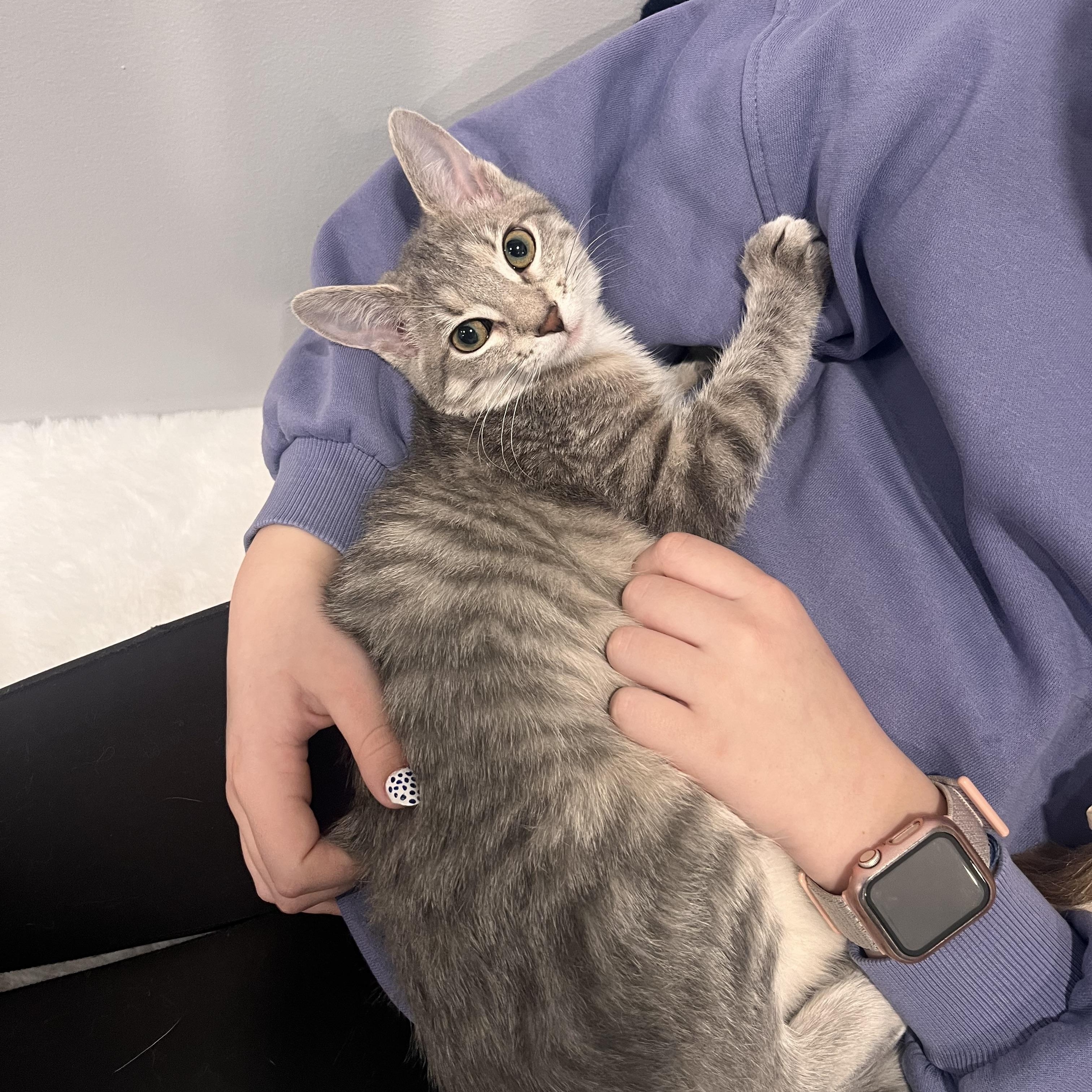 Hadley, Adoptable, Young Female Domestic Short Hair.