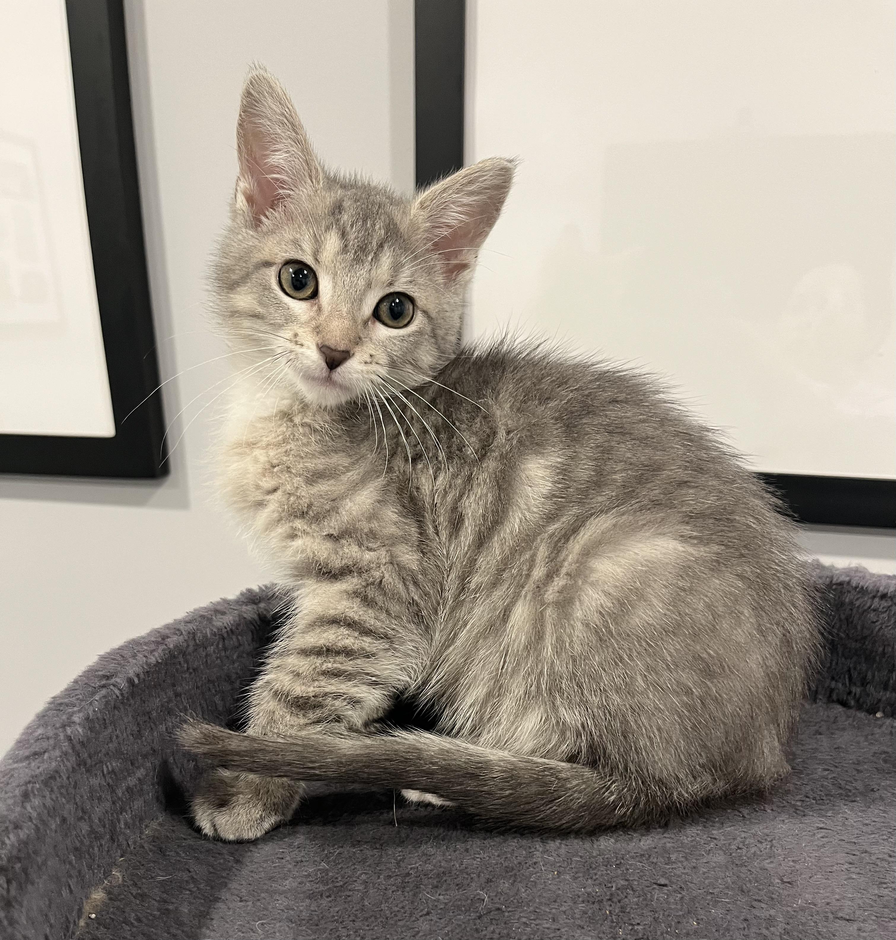 Enlarge Hadley, a Adoptable Domestic Short Hair in Chicago, IL image 3/4