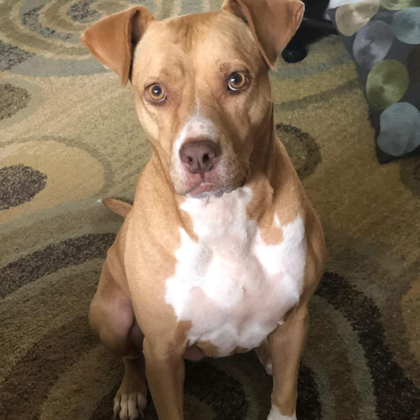 Enlarge Bella, an adopted mixed breed in Kirkland, WA image 2/6