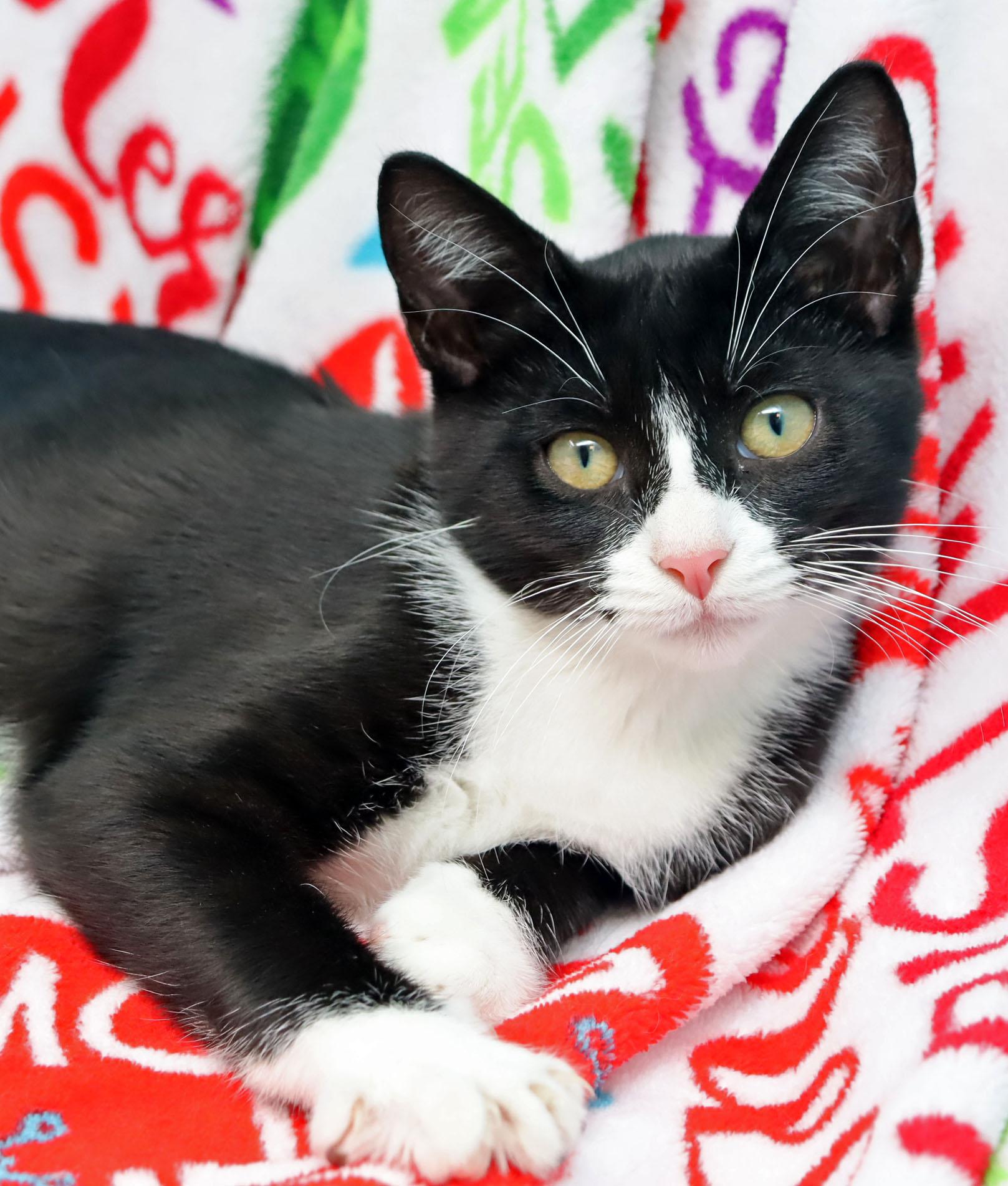 Clarissa, a ADOPTABLE Domestic Short Hair in Tierra Verde, FL image 1/3