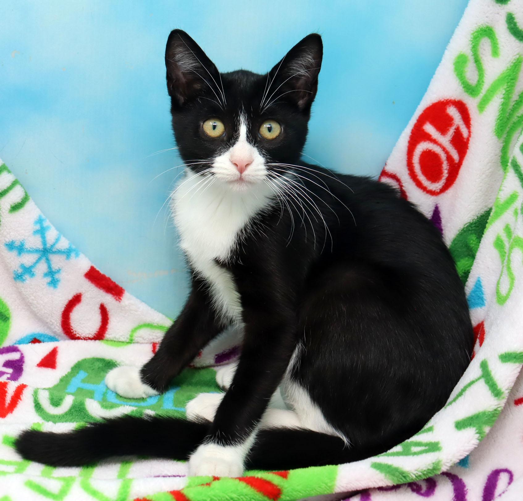 Clarissa, a ADOPTABLE Domestic Short Hair in Tierra Verde, FL image 2/3