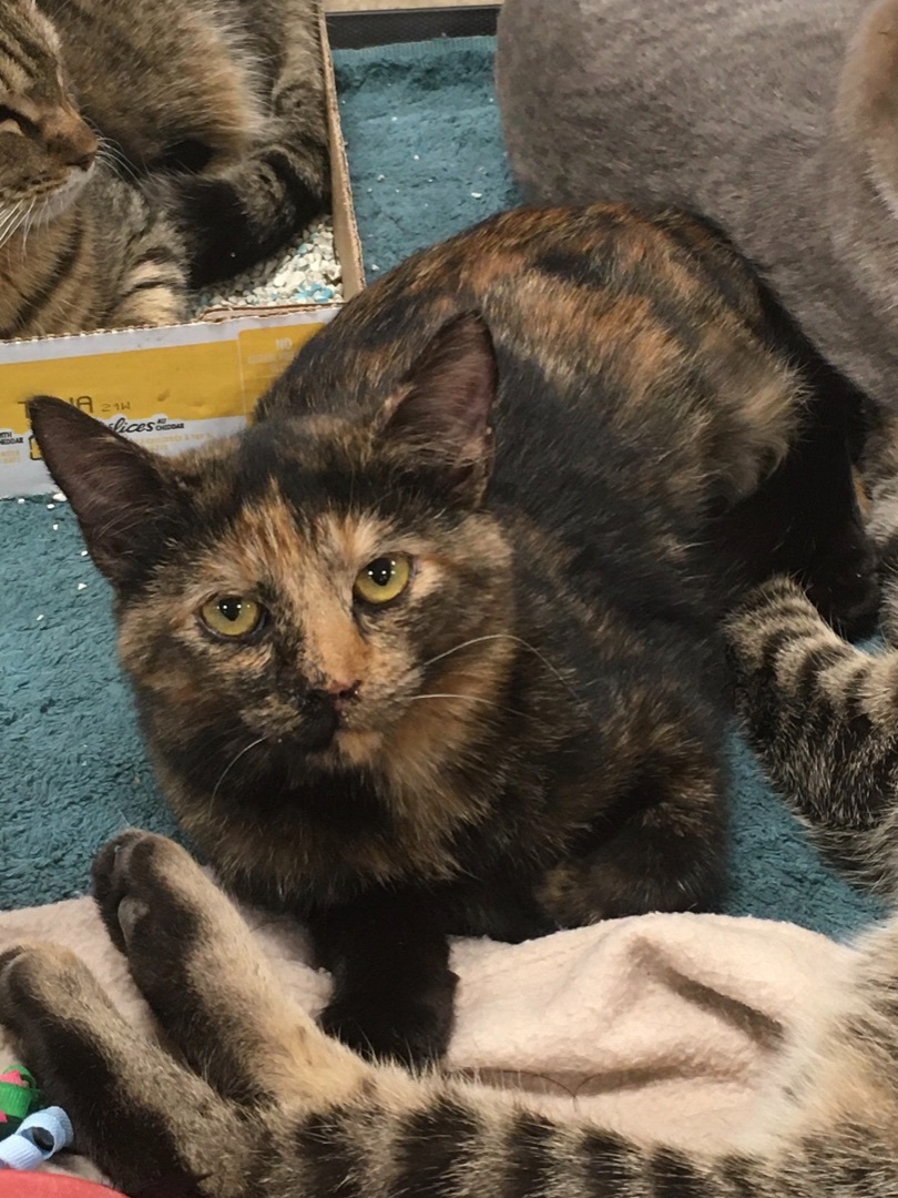Enlarge Ramona, a Adoptable Domestic Short Hair in Stuart, VA image 1/1