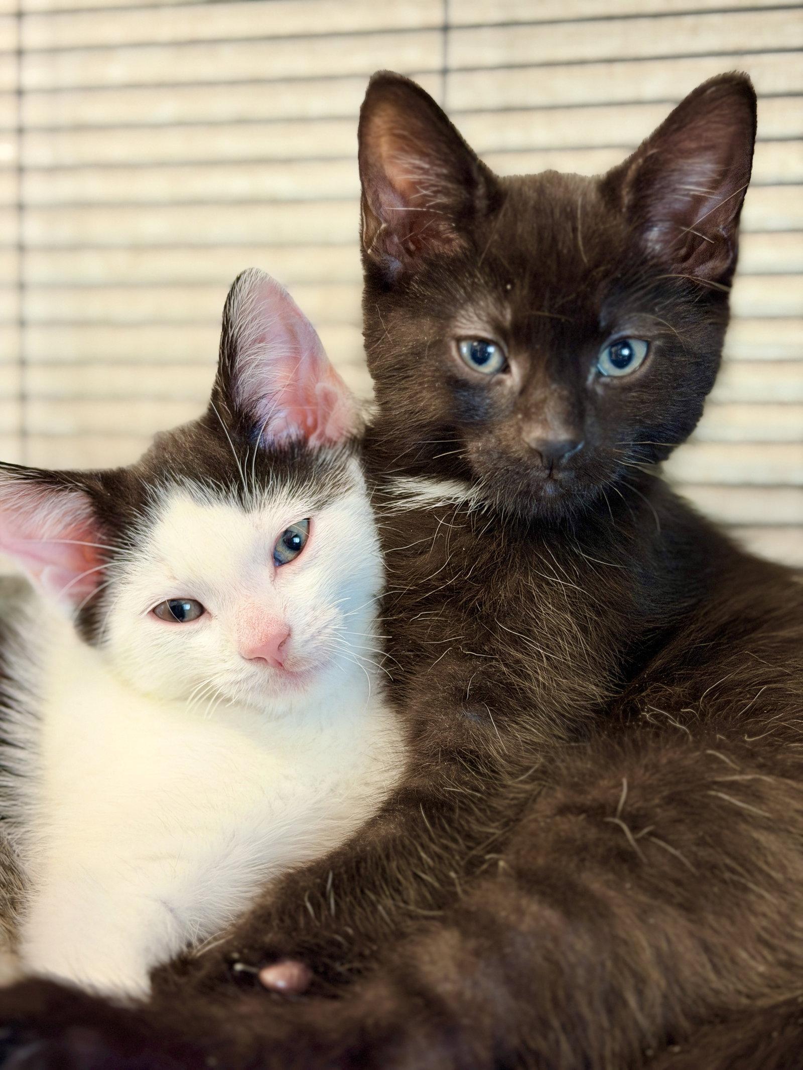 Obsidian, a Adoptable Domestic Short Hair in West Cornwall, CT image 2/3