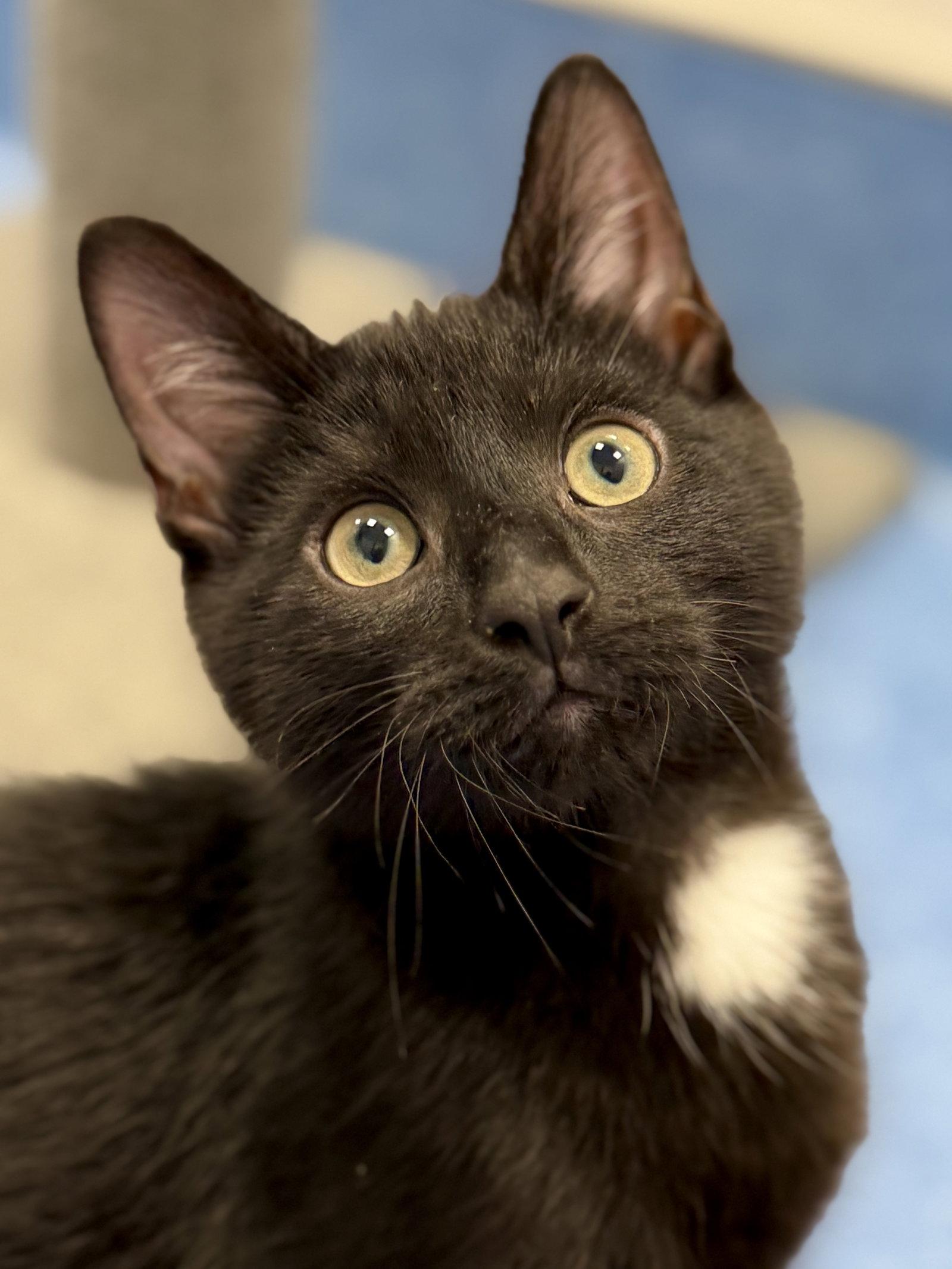 Obsidian, a Adoptable Domestic Short Hair in West Cornwall, CT image 3/3