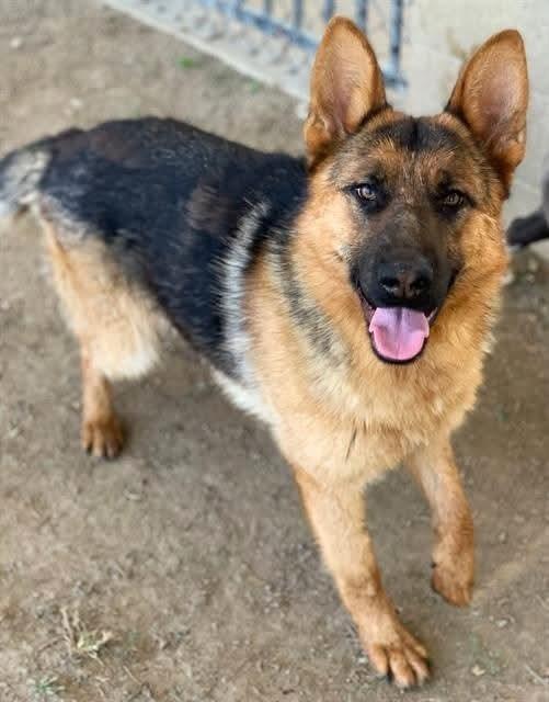 Spence, Adopted, Adult Male German Shepherd Dog.