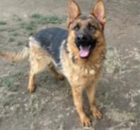 Enlarge Spence, a Adopted German Shepherd Dog in Brookfield, CT image 2/2