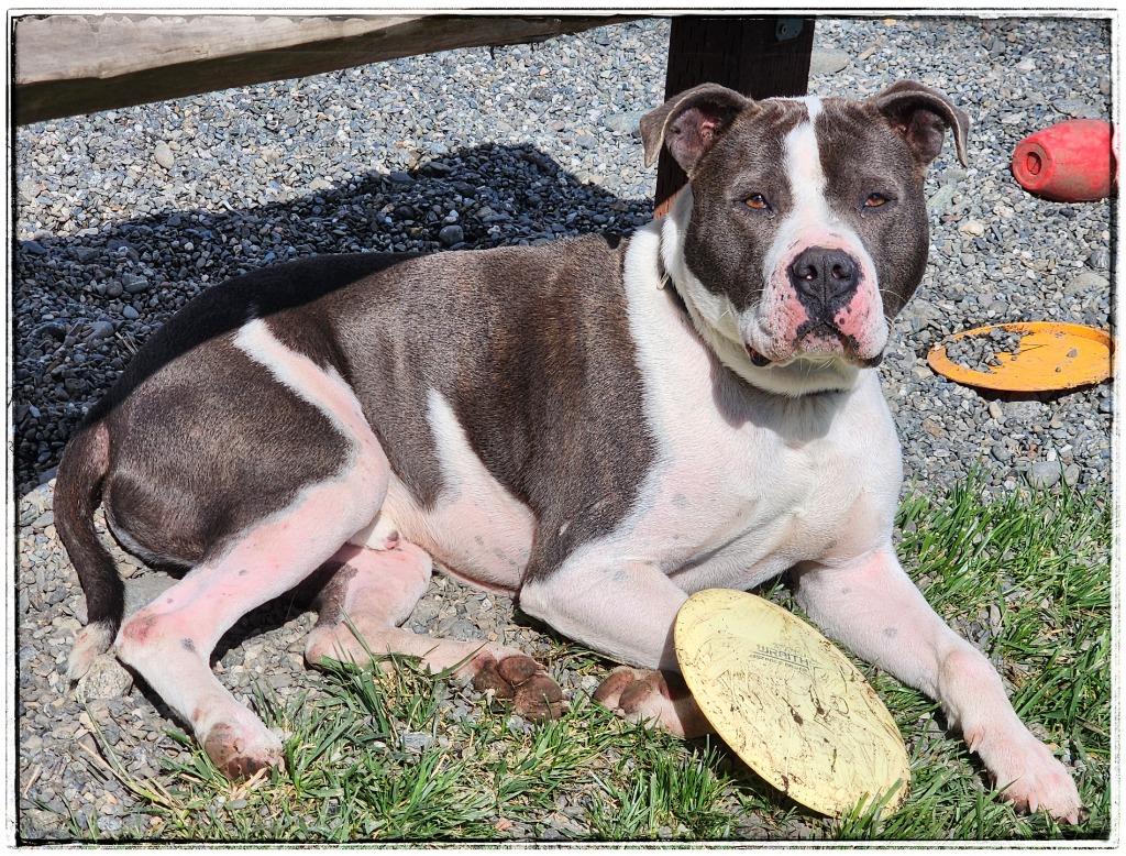 Enlarge Mambo, a Adoptable mixed breed in Gold Beach, OR image 1/4
