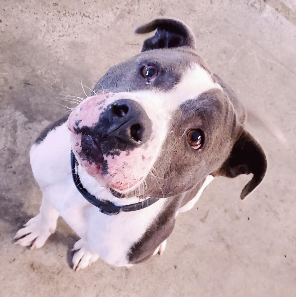 Mambo, a Adoptable mixed breed in Gold Beach, OR image 3/3