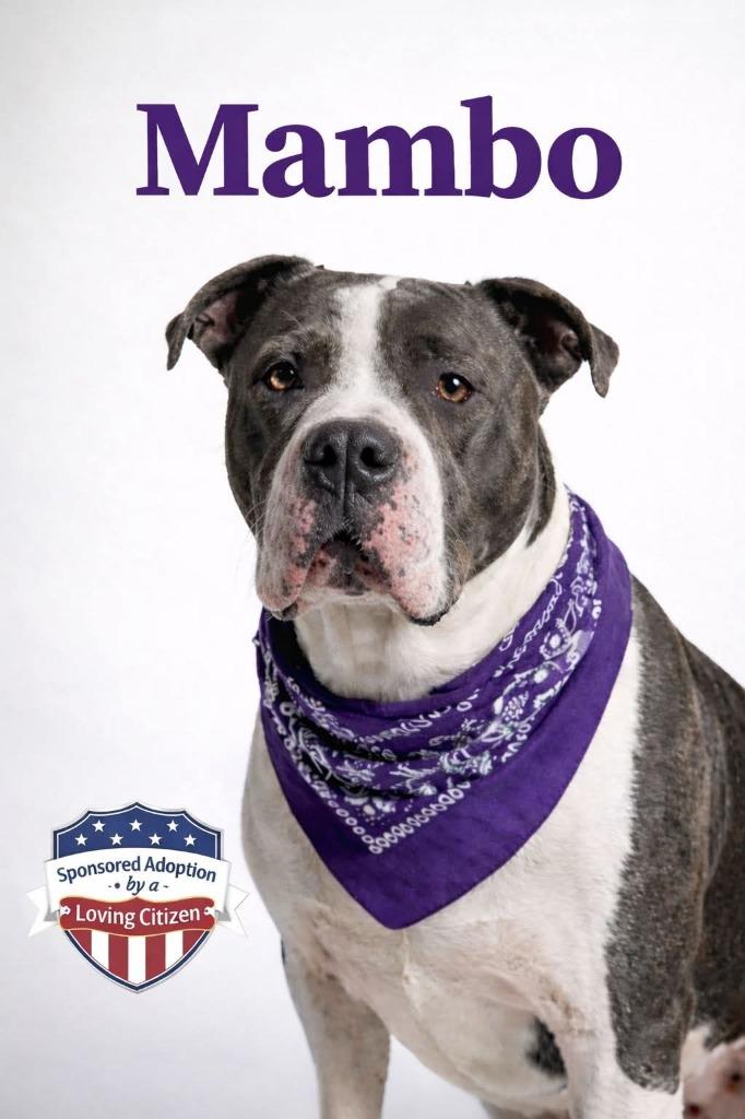 Enlarge Mambo, a Adoptable mixed breed in Gold Beach, OR image 1/5