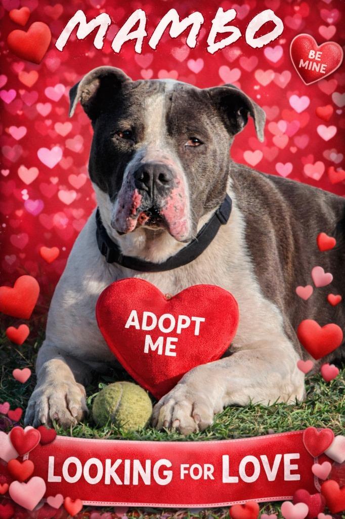 Mambo, Adoptable, Adult Male Staffordshire Bull Terrier.