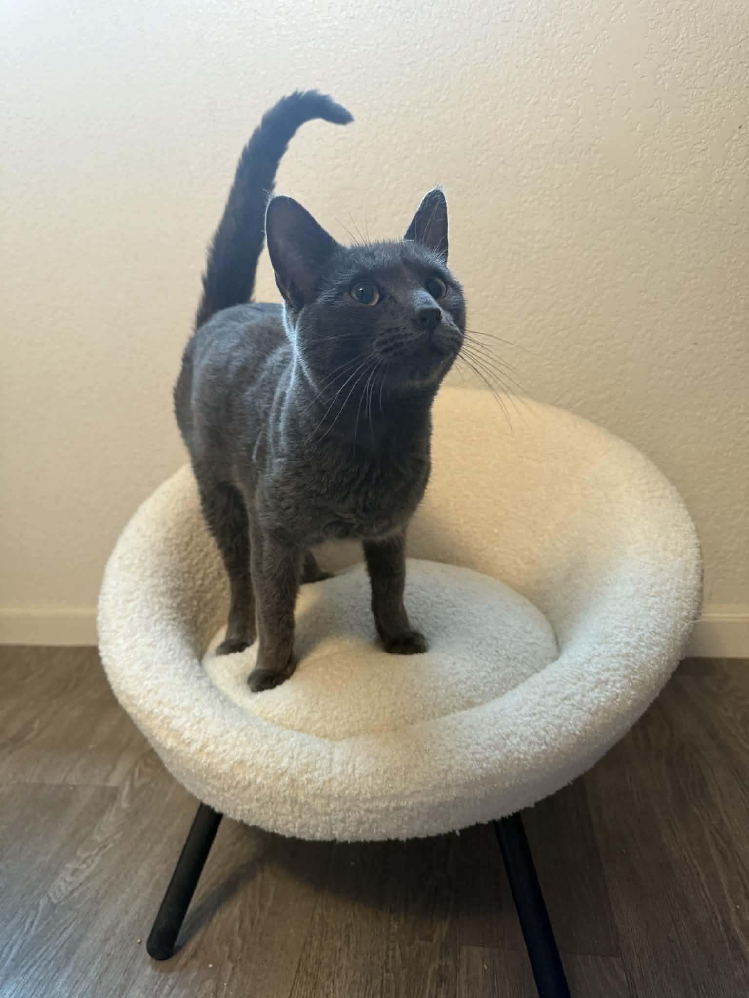 Enlarge Kermit, a Adoptable Domestic Short Hair in Fertile, MN image 1/1