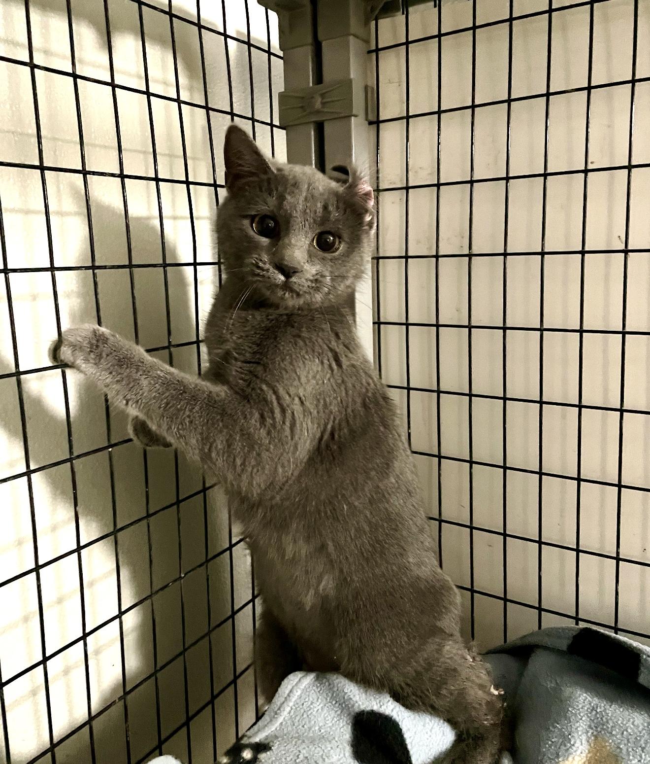 Enlarge Daisy, a Adoptable Domestic Short Hair in Bella Vista, AR image 2/2