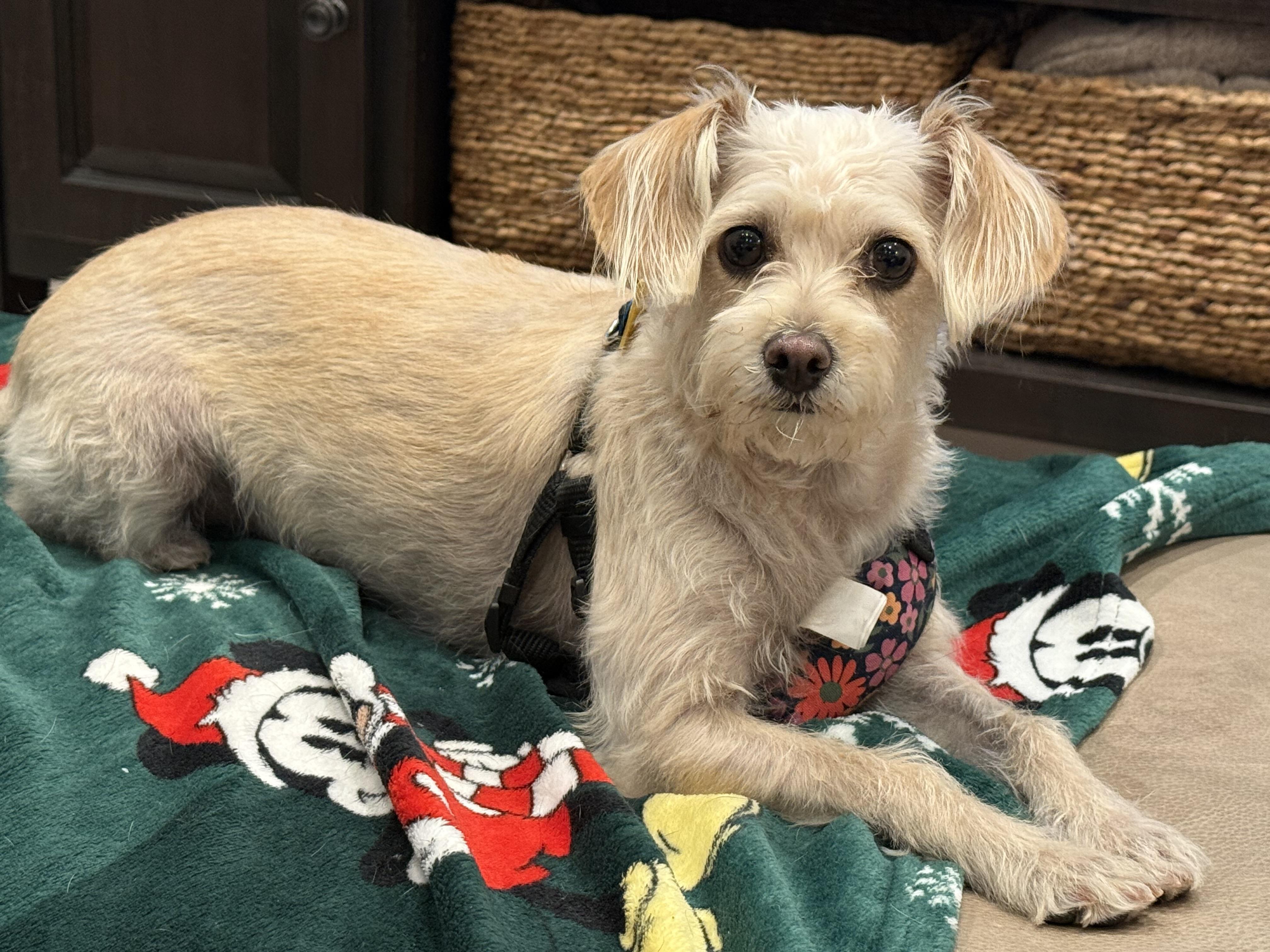 Enlarge Sally, a ADOPTABLE mixed breed in San Jose, CA image 2/3