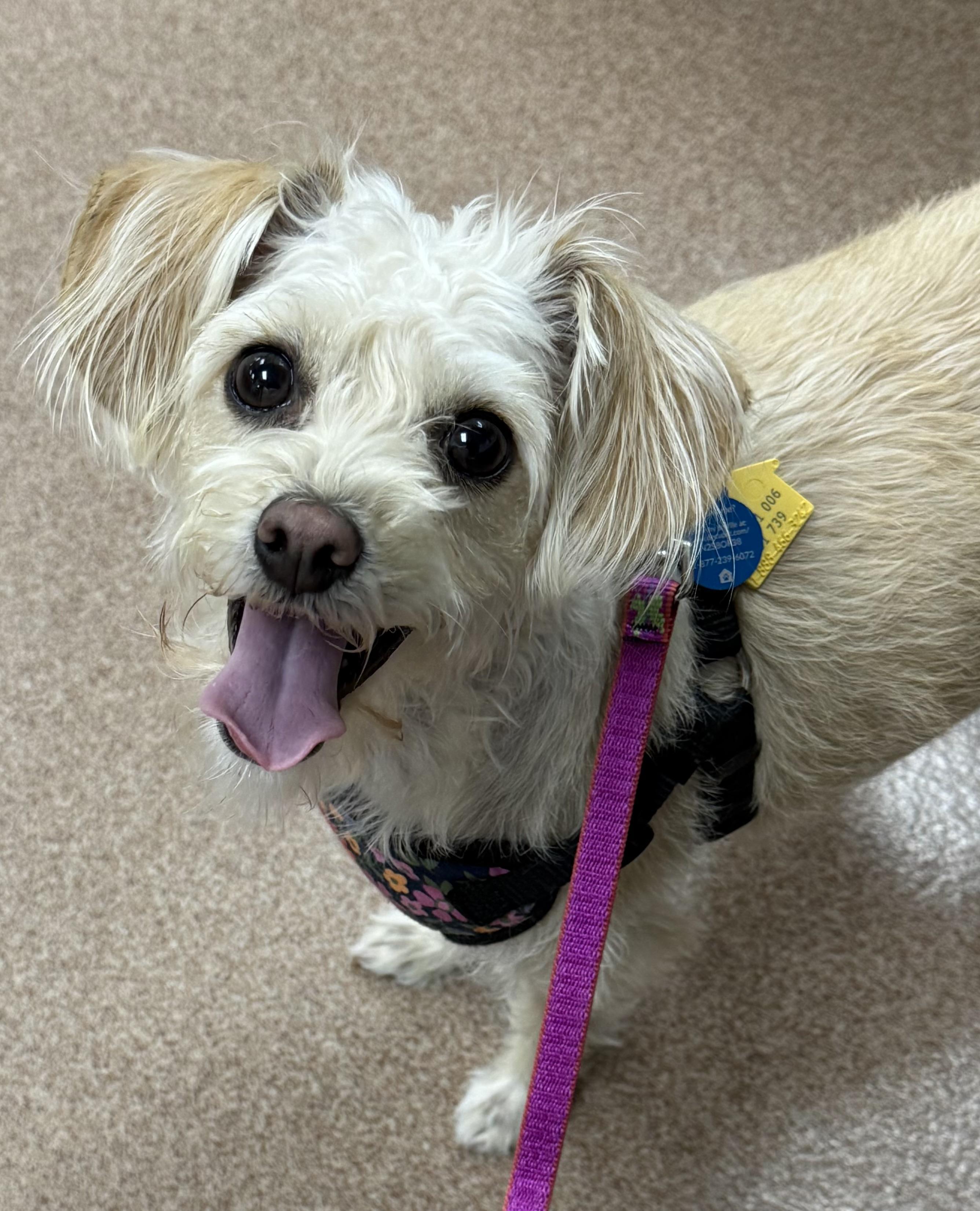 Sally, ADOPTABLE, Adult Female Maltese.